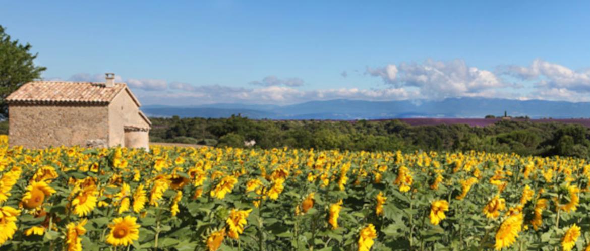 Gardendecoration.co.uk